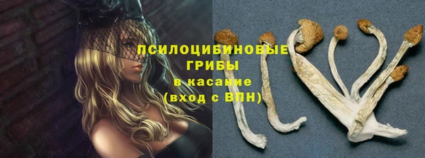 ГАЛЛЮЦИНОГЕННЫЕ ГРИБЫ Каменногорск